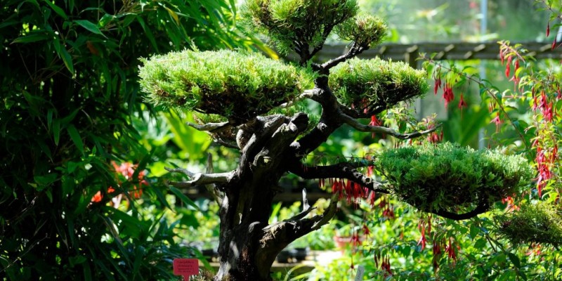 Tropicarium Bonsai de La Baule